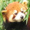 Miriamele's Avatar