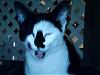 Leophox's Avatar